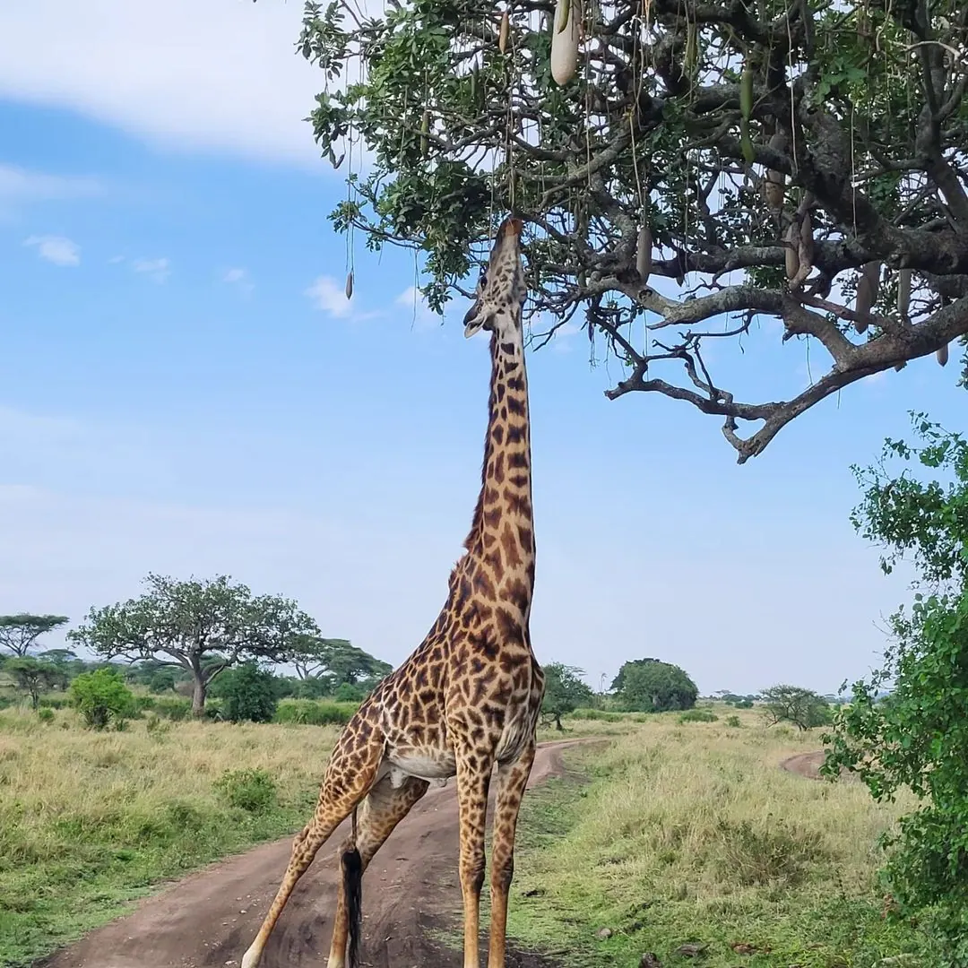 Arusha & Arusha National Park