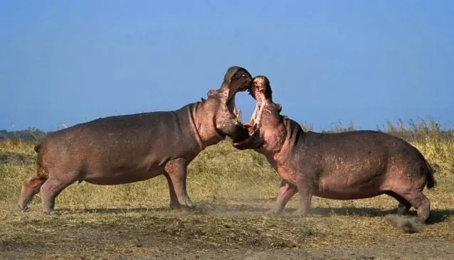 Tanzania travel image