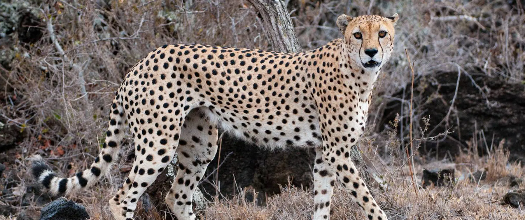 4 Days Serengeti Safari