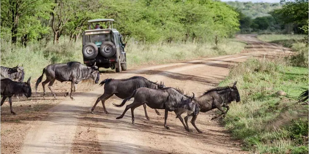 Tanzania travel image