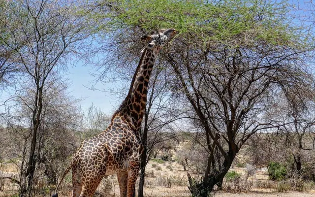 Tanzania travel image