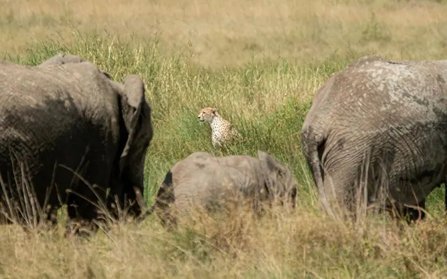 Tanzania travel image