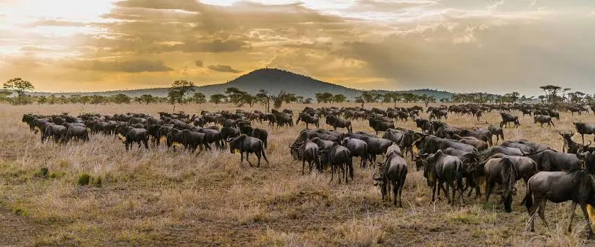 7 Days Great Migration Safari