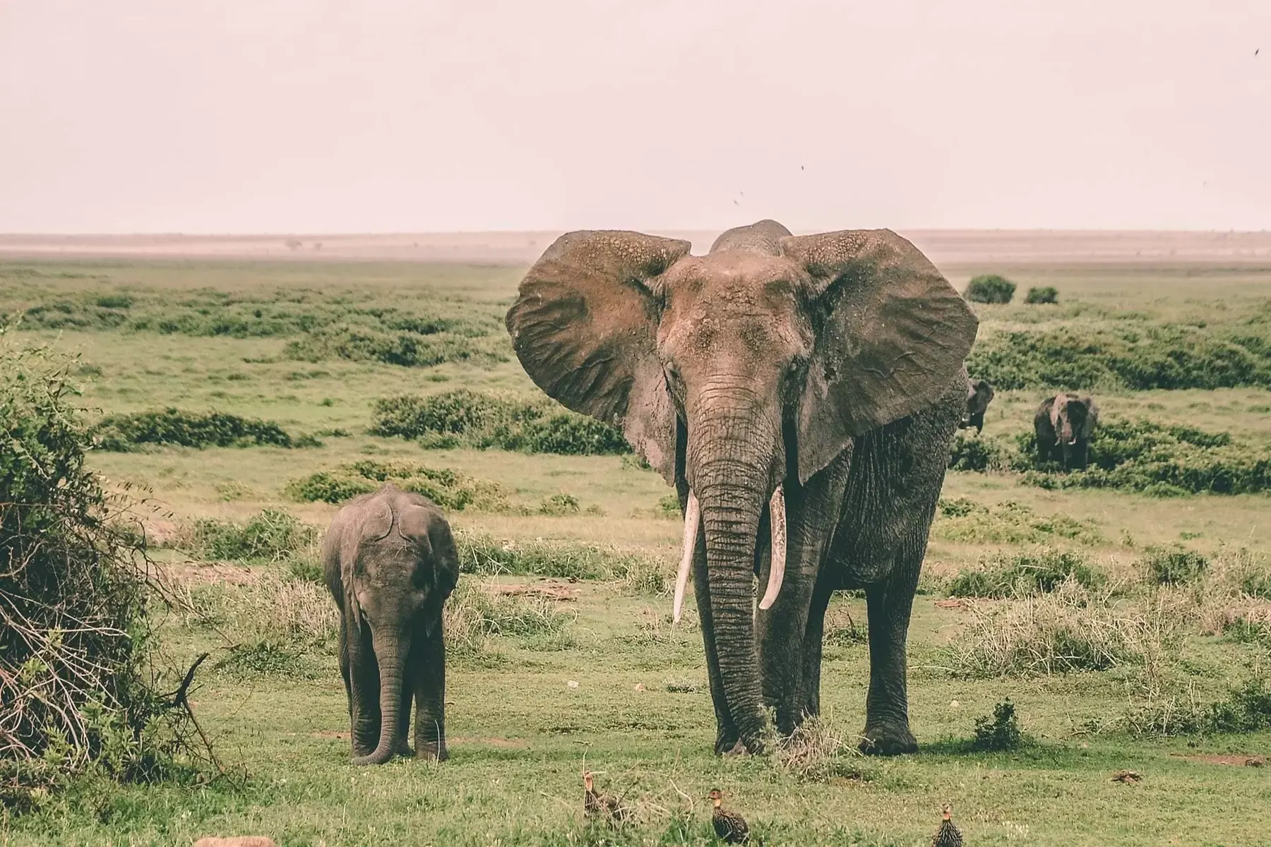 Tanzania safari