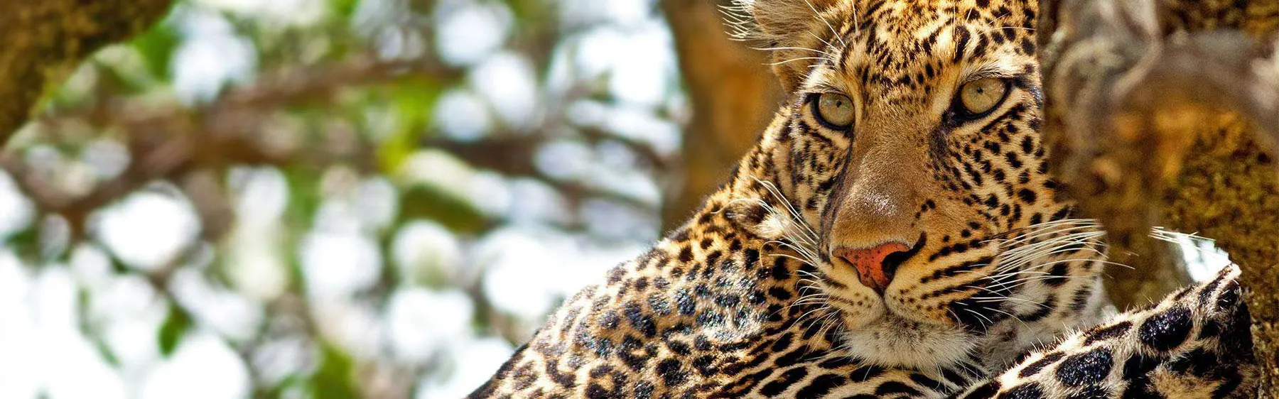Tanzania travel image