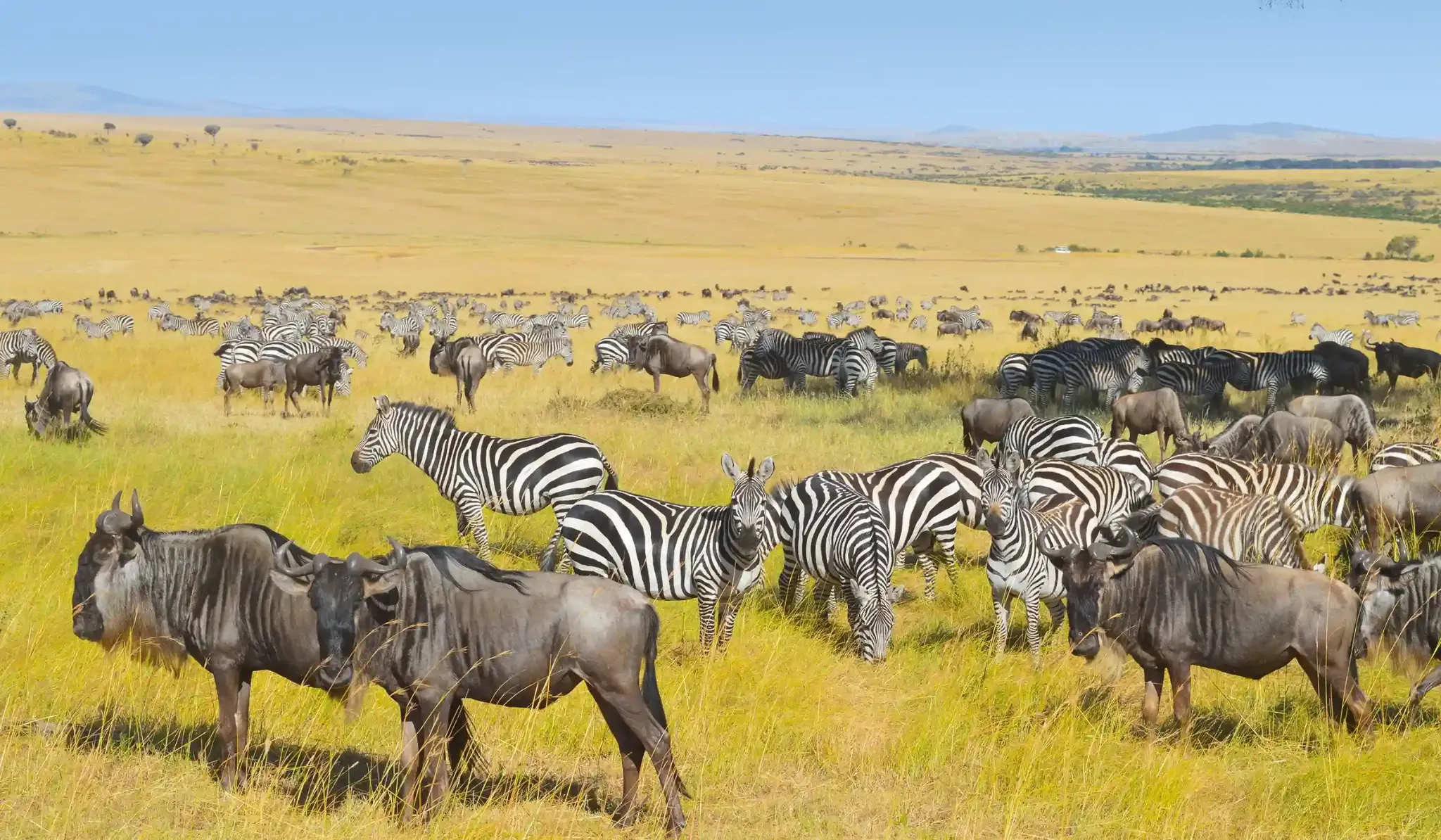 Tanzania wildlife safari