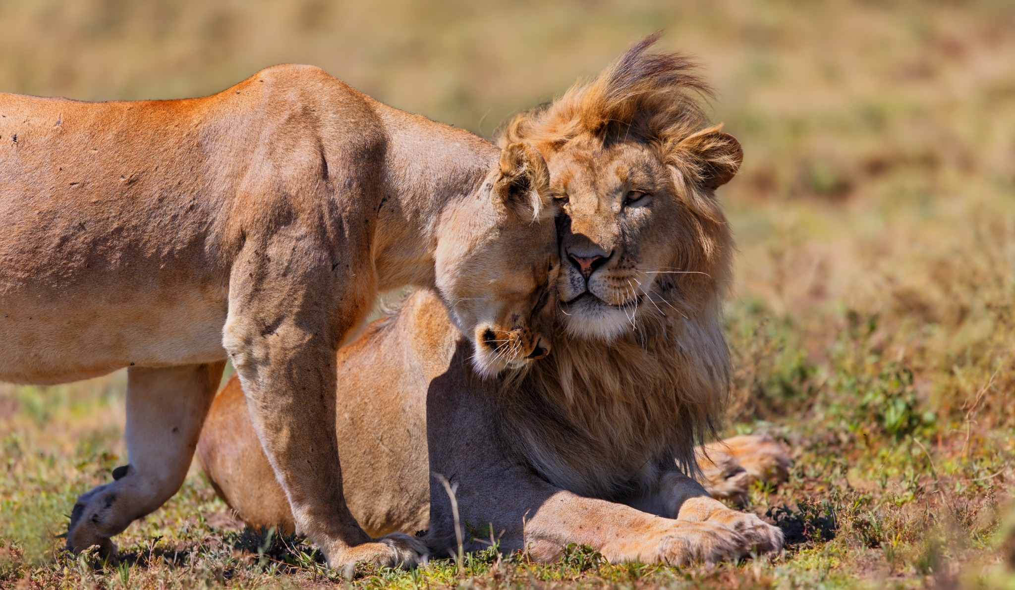 Tanzania Wildlife Safaris in Serengeti & Ngorongoro