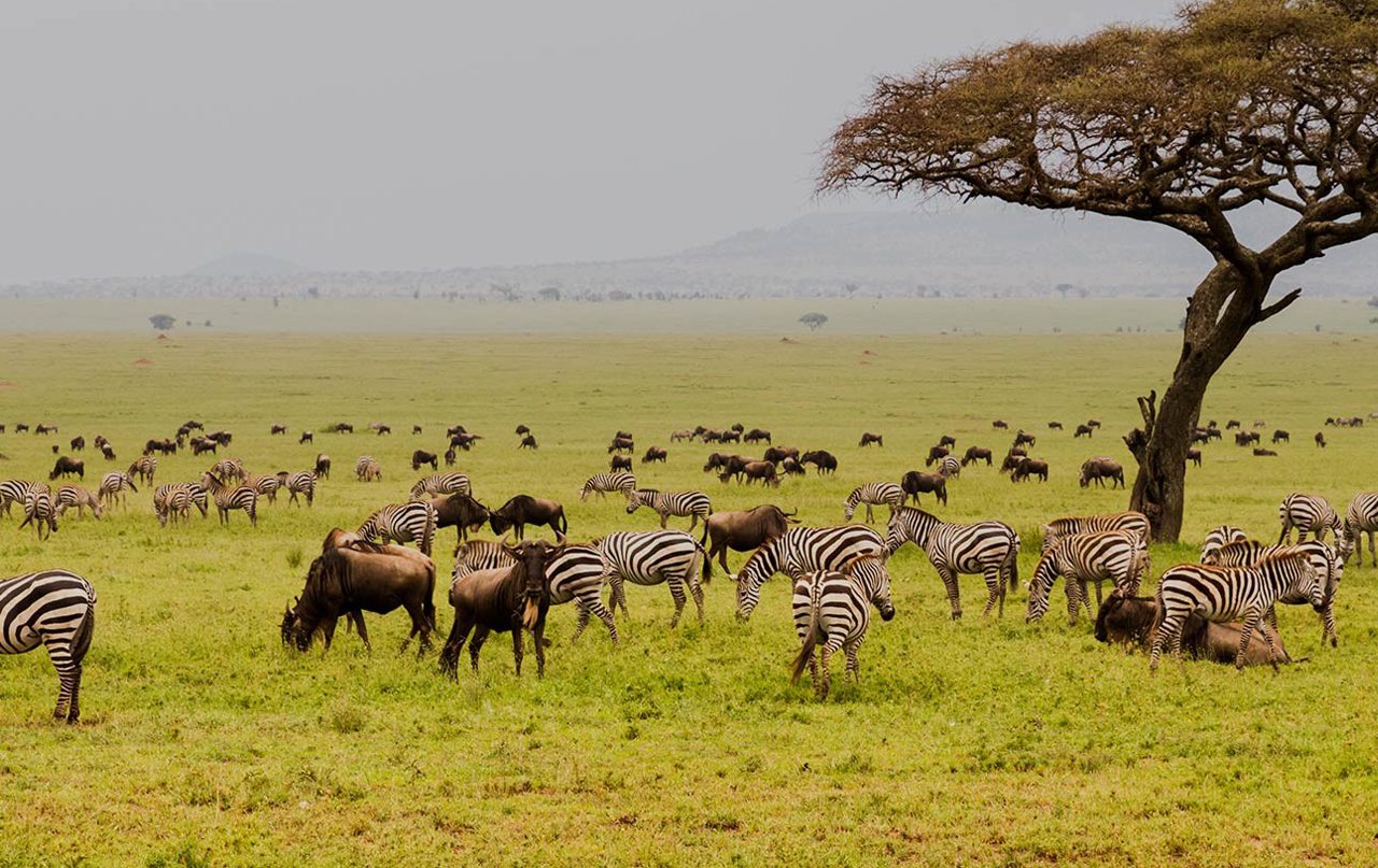 Great Migration Safaris in the Serengeti