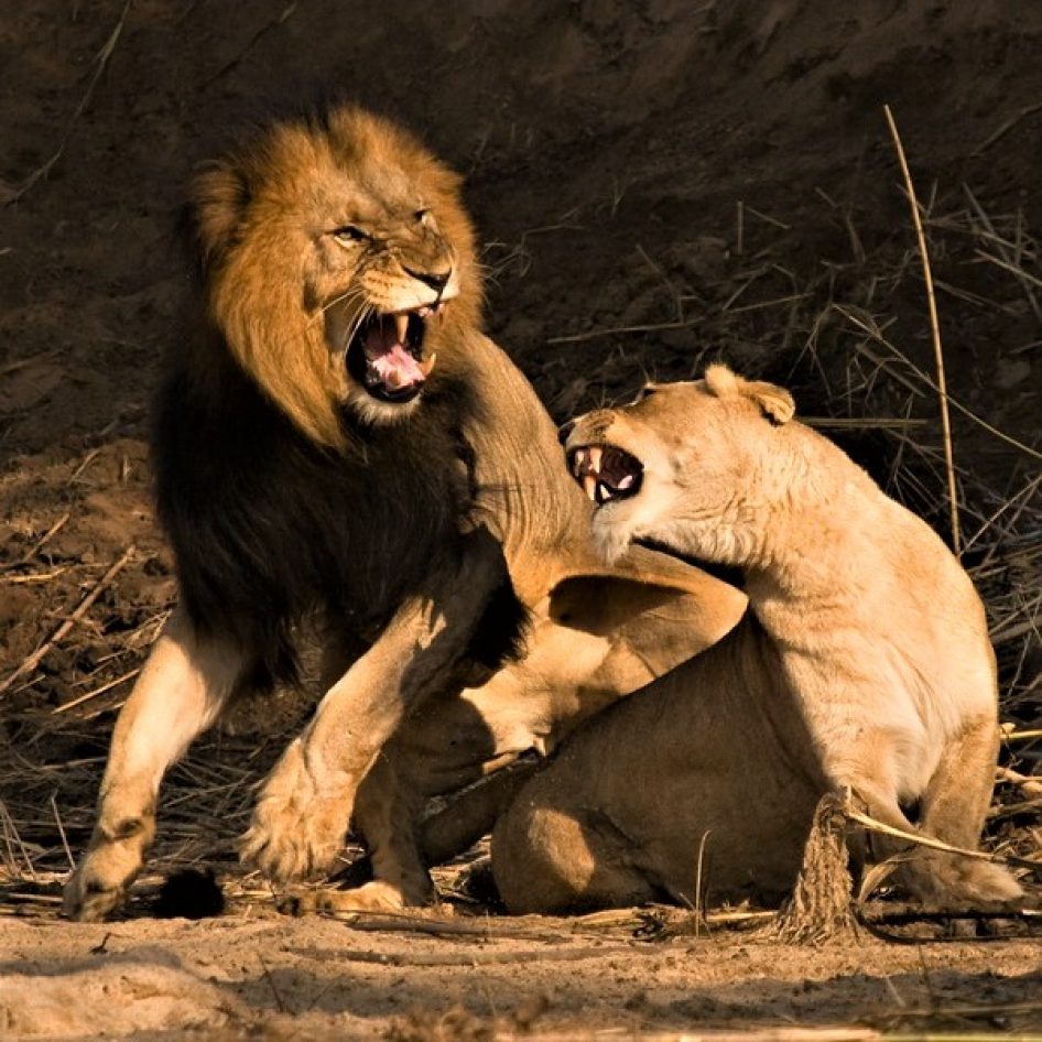 About KYGN Safaris Tours